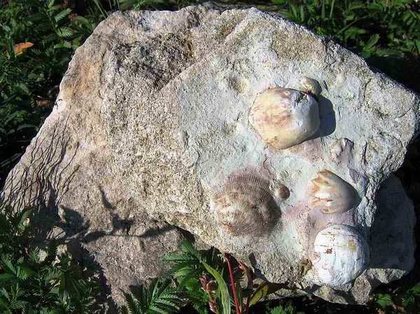 Фото Ф.И.Трофимова