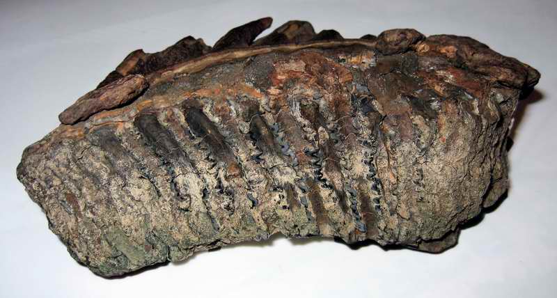 Фото Ф.И.Трофимова